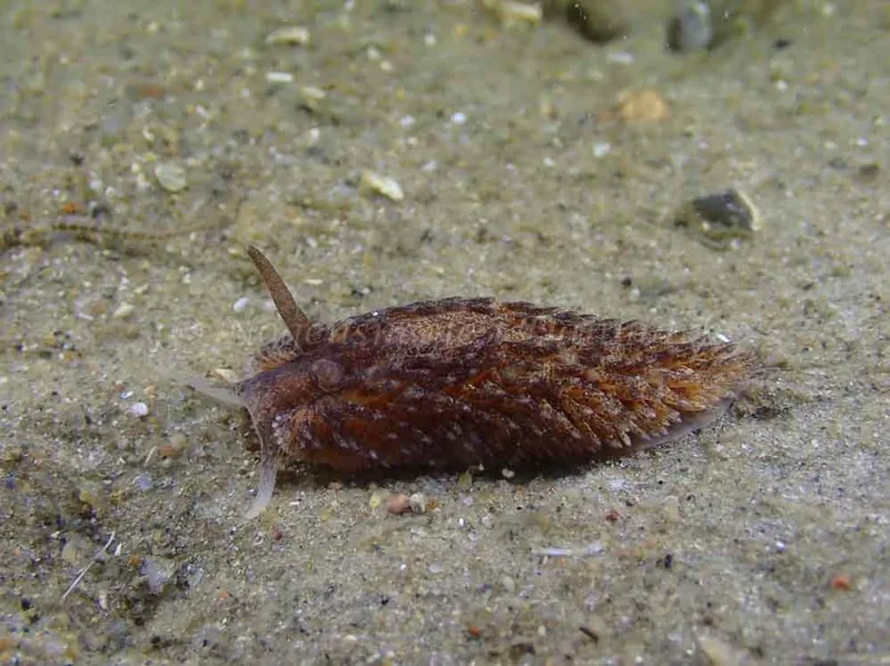 Aeolidia papillosa - Molslinjen Mole, Aarhus Ø - Foto: Per Søndergaard
