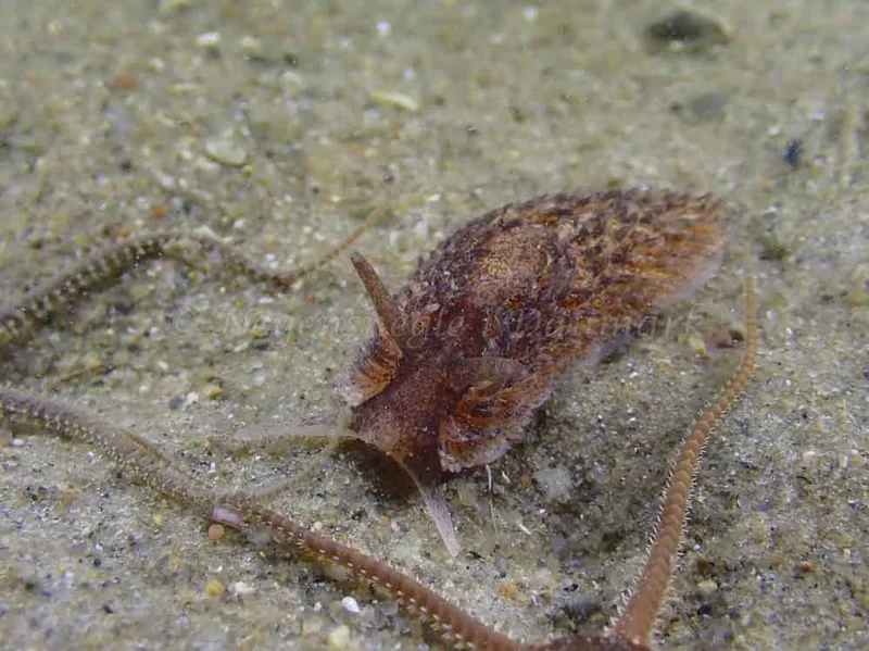 Aeolidia papillosa - Molslinjen Mole, Aarhus Ø - Foto: Per Søndergaard