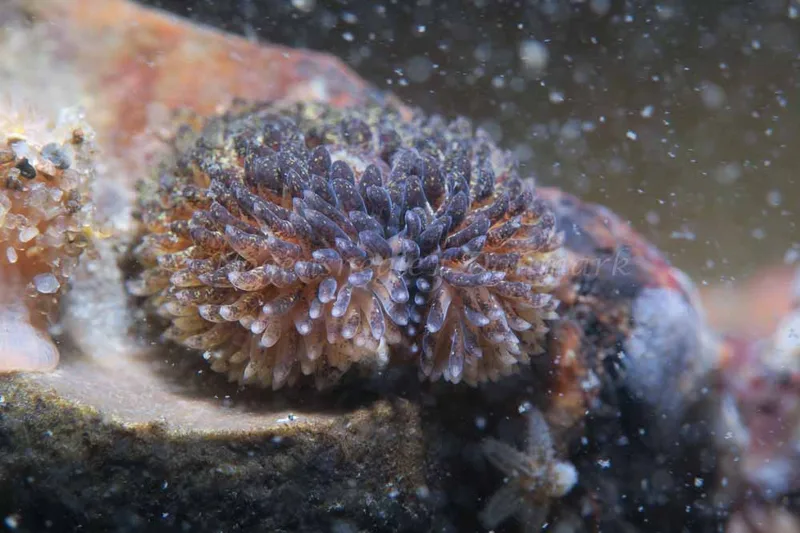Aeolidia papillosa - Ammoniakhavnen - Foto: HP Ølgaard