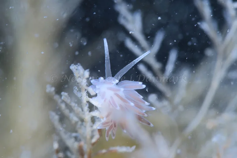 Cuthonella concinna - Ammoniakhavnen - Foto: HP Ølgaard