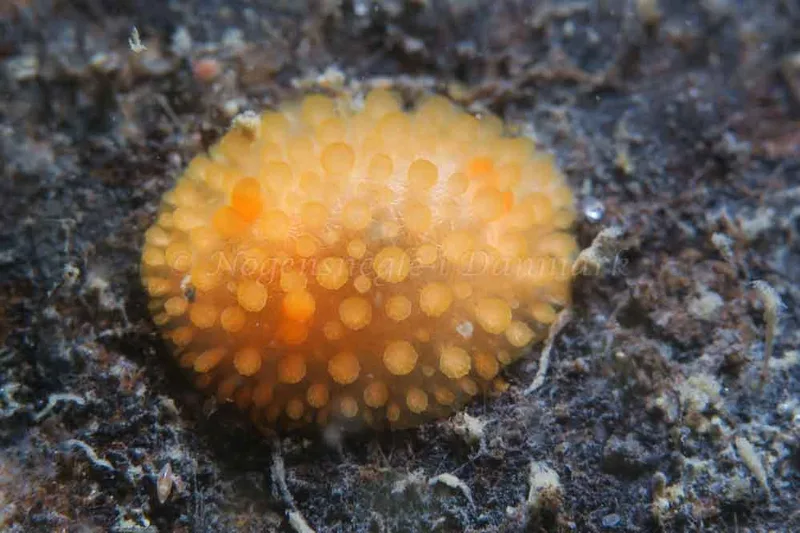 Adalaria proxima - Ammoniakhavnen - Foto: HP Ølgaard