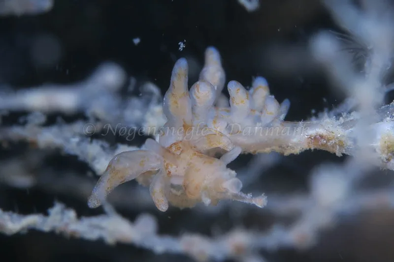 Eubranchus rupium - Ammoniakhavnen - Foto: HP Ølgaard