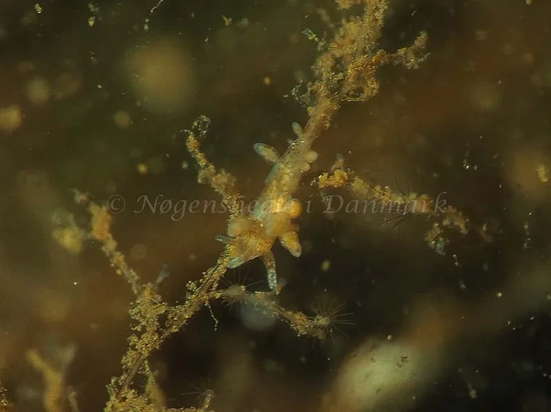 Eubranchus rupium - Kollund Lillestrand - Foto: Jens Egon Jørgensen