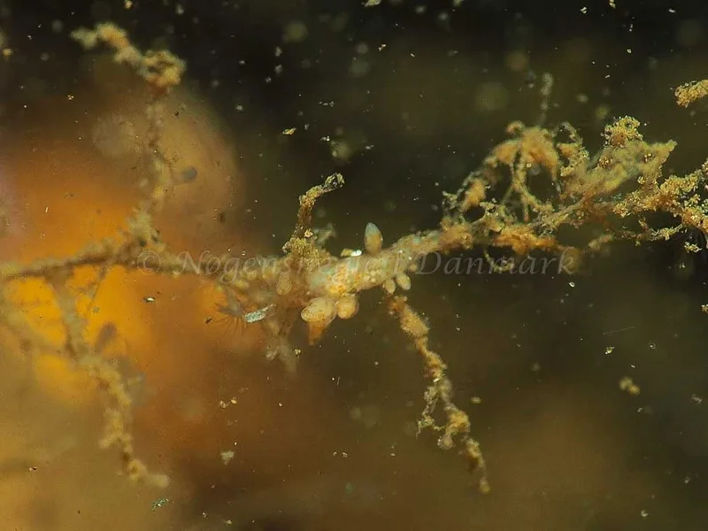 Eubranchus rupium - Kollund Lillestrand - Foto: Jens Egon Jørgensen