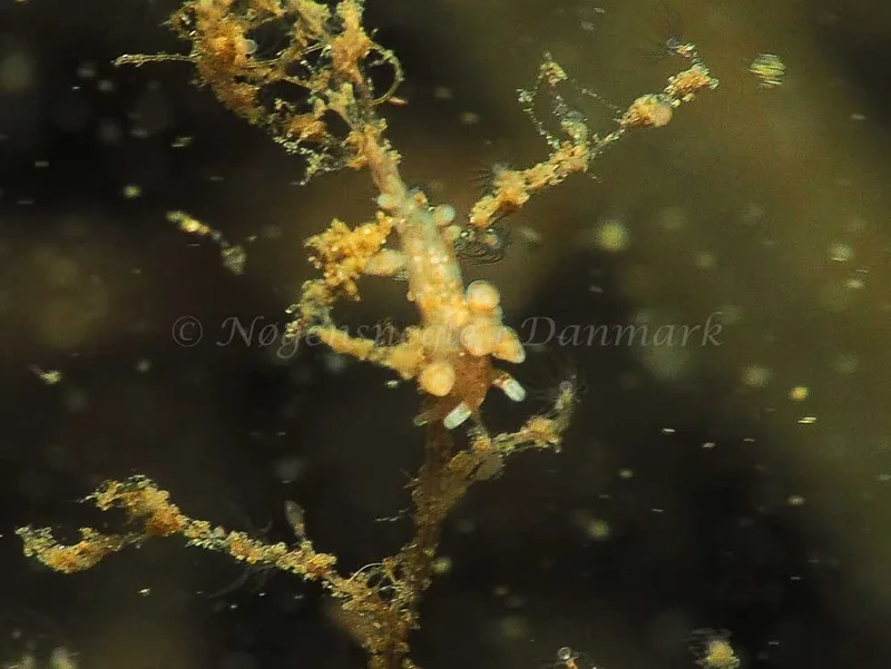 Eubranchus rupium - Kollund Lillestrand - Foto: Jens Egon Jørgensen