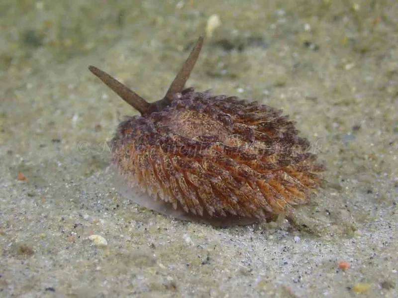 Aeolidia papillosa - Molslinjen Mole, Aarhus Ø - Foto: Per Søndergaard