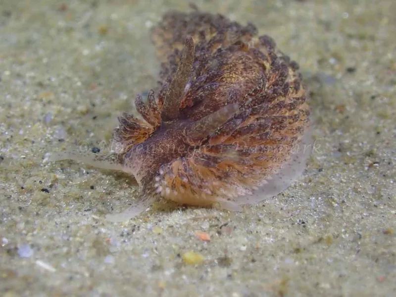 Aeolidia papillosa - Molslinjen Mole, Aarhus Ø - Foto: Per Søndergaard