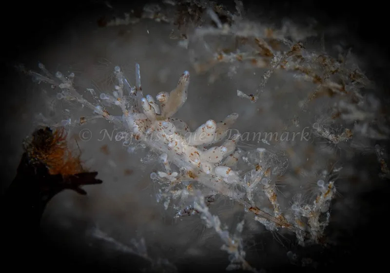 Eubranchus rupium - Dragsmur, Ebeltoft Vig - Foto: Henrik Obsen