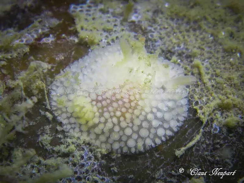 Onchidoris muricata - Lyngsbo Strand - Foto: Claus Neupart