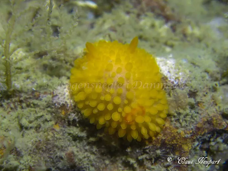 Adalaria proxima - Lyngsbo Strand - Foto: Claus Neupart