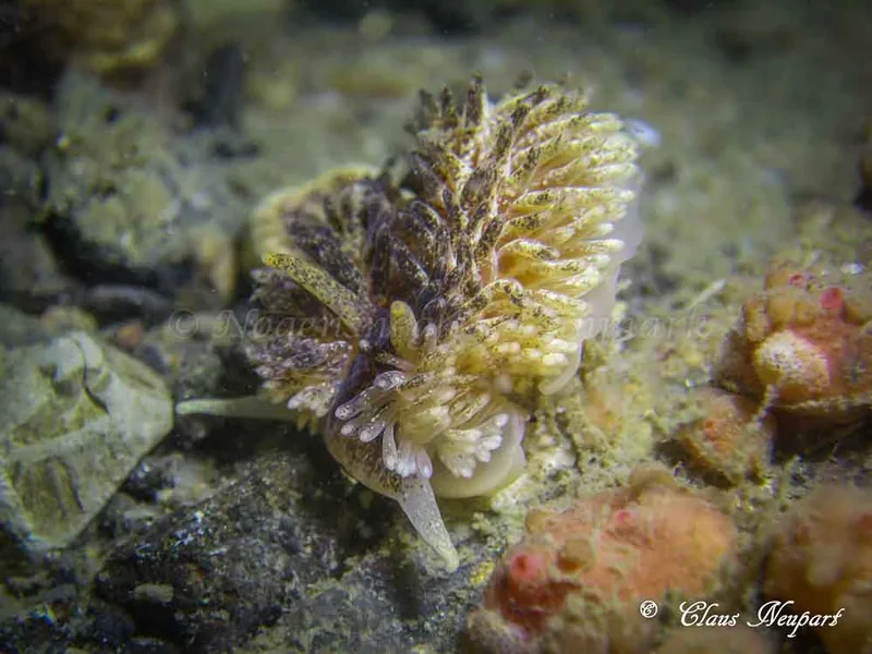 Aeolidia papillosa - Lyngsbo Strand - Foto: Claus Neupart