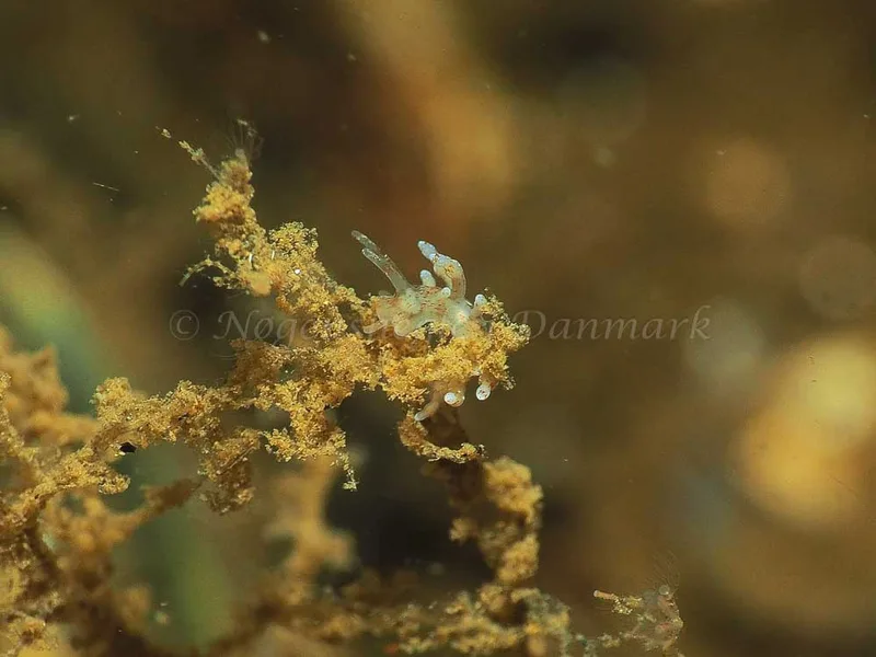 Eubranchus rupium - Kollund Mole - Foto: Jens Egon Jørgensen