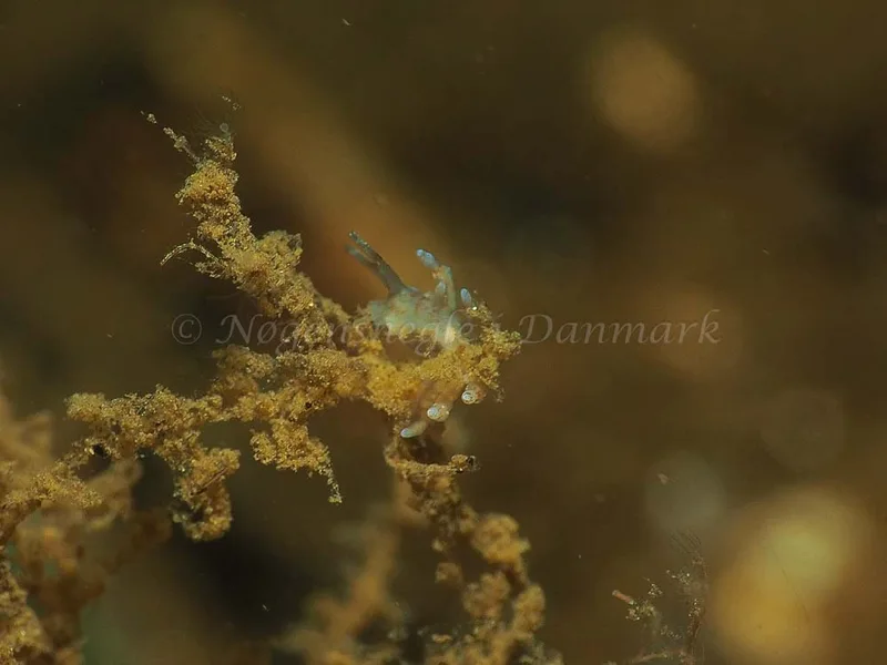 Eubranchus rupium - Kollund Mole - Foto: Jens Egon Jørgensen