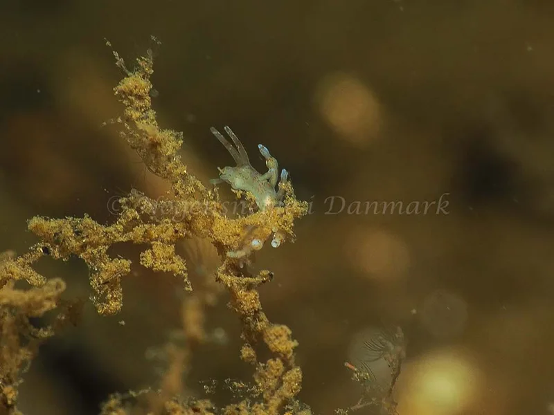 Eubranchus rupium - Kollund Mole - Foto: Jens Egon Jørgensen