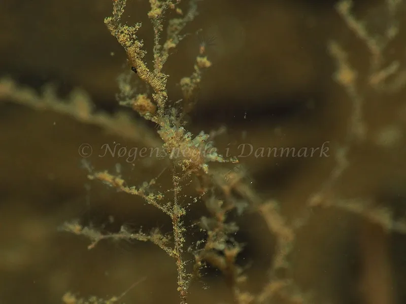 Eubranchus rupium - Kollund Mole - Foto: Jens Egon Jørgensen