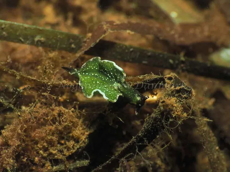 Elysia viridis - Kollund Lillestrand - Foto: Jens Egon Jørgensen