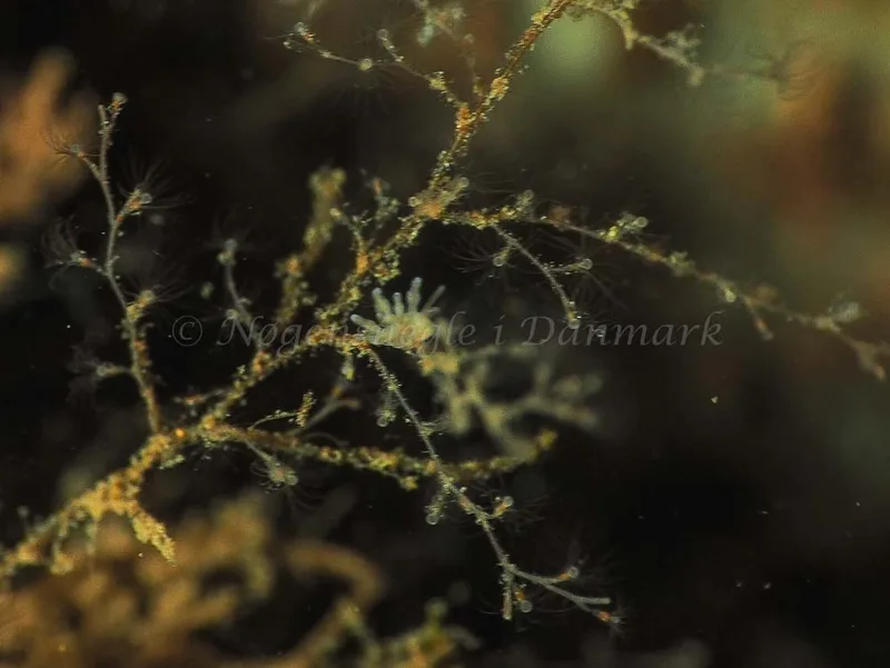 Eubranchus rupium - Kollund Lillestrand - Foto: Jens Egon Jørgensen