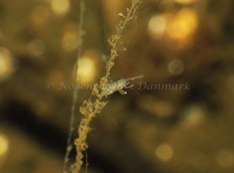 Eubranchus rupium - Kollund Lillestrand - Foto: Jens Egon Jørgensen