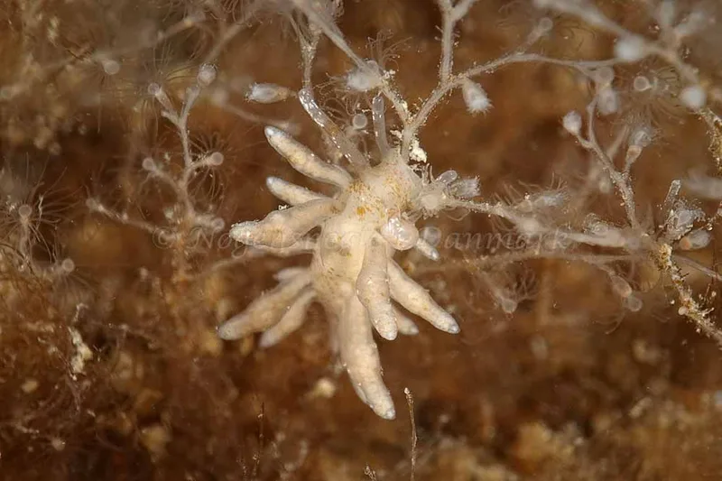 Eubranchus rupium - Molslinjen Mole, Aarhus Ø - Foto: Klaus Kevin Kristensen