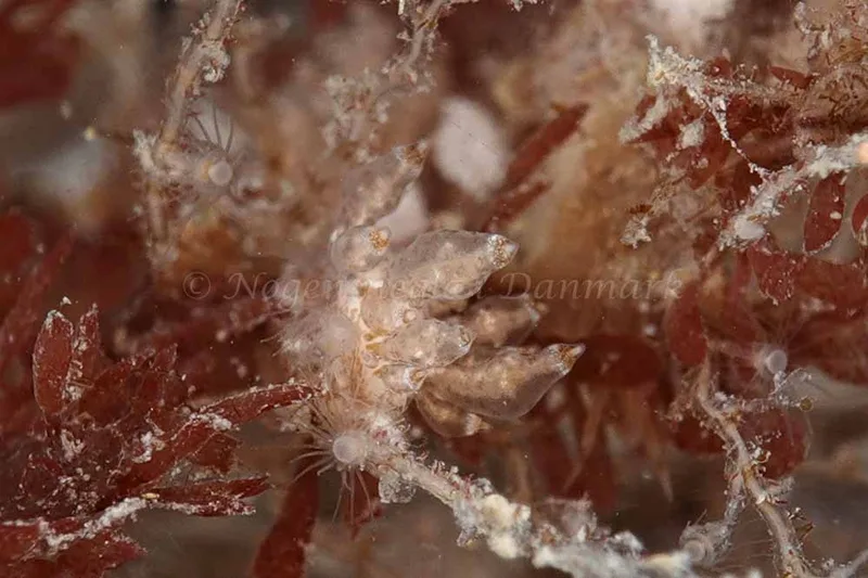 Eubranchus scintillans - Molslinjen Mole, Aarhus Ø - Foto: Klaus Kevin Kristensen