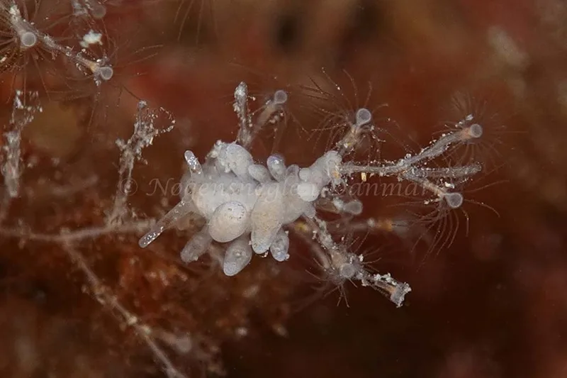 Eubranchus rupium - Molslinjen Mole, Aarhus Ø - Foto: Klaus Kevin Kristensen