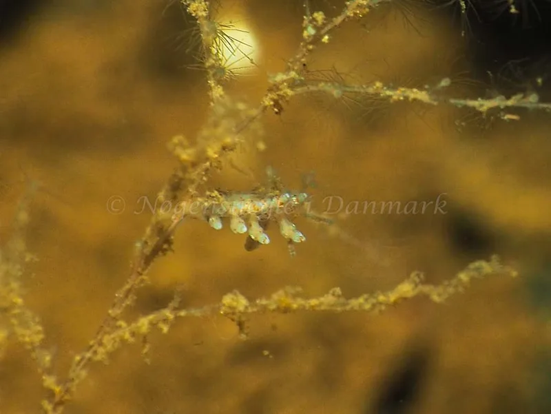 Eubranchus rupium - Kollund Mole - Foto: Jens Egon Jørgensen