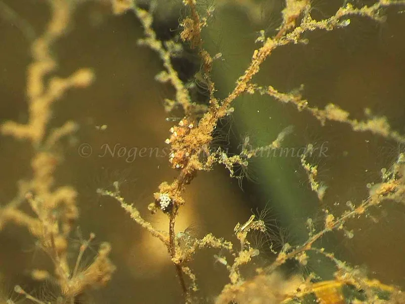 Eubranchus scintillans - Kollund Mole - Foto: Jens Egon Jørgensen