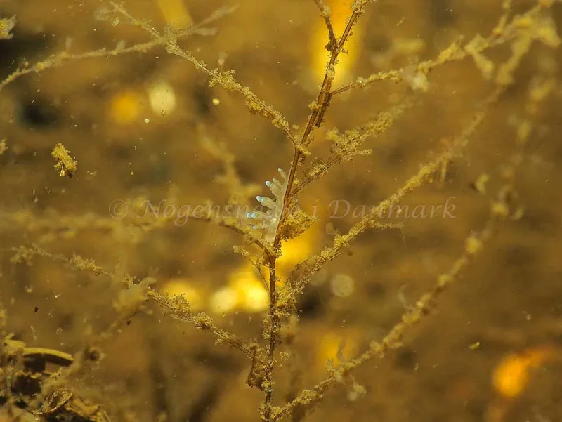 Eubranchus rupium - Kollund Mole - Foto: Jens Egon Jørgensen