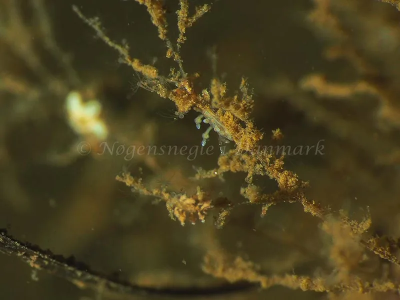 Eubranchus rupium - Kollund Mole - Foto: Jens Egon Jørgensen