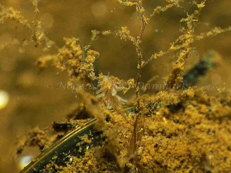 Eubranchus rupium - Kollund Mole - Foto: Jens Egon Jørgensen