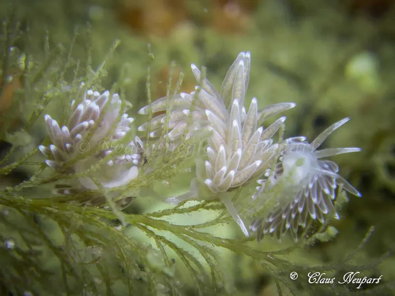 Cuthonella concinna - Lyngsbo Strand - Foto: Claus Neupart