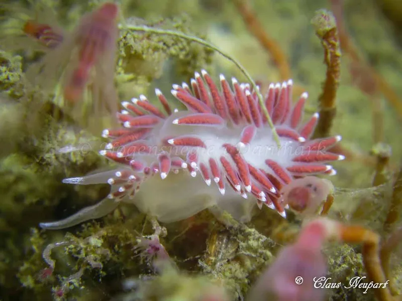 Coryphella verrucosa - Lyngsbo Strand - Foto: Claus Neupart