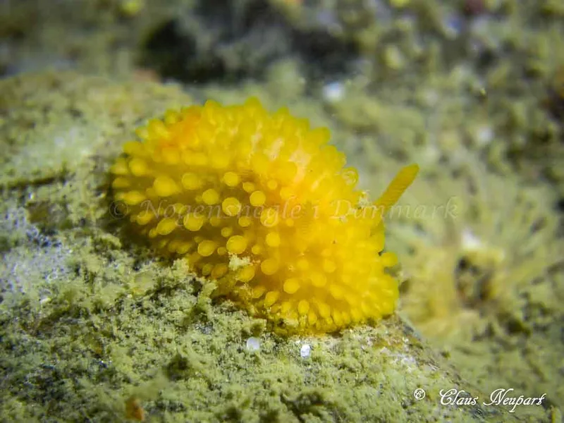 Adalaria proxima - Lyngsbo Strand - Foto: Claus Neupart