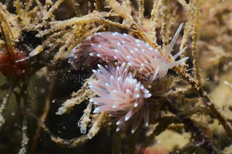 Cuthonella concinna - Ammoniakhavnen - Foto: HP Ølgaard