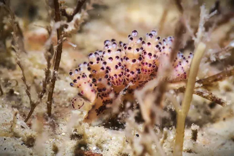 Doto coronata - Ammoniakhavnen - Foto: HP Ølgaard