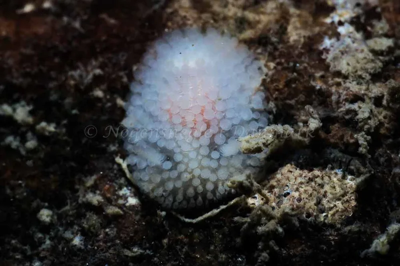 Onchidoris muricata - Ammoniakhavnen - Foto: HP Ølgaard