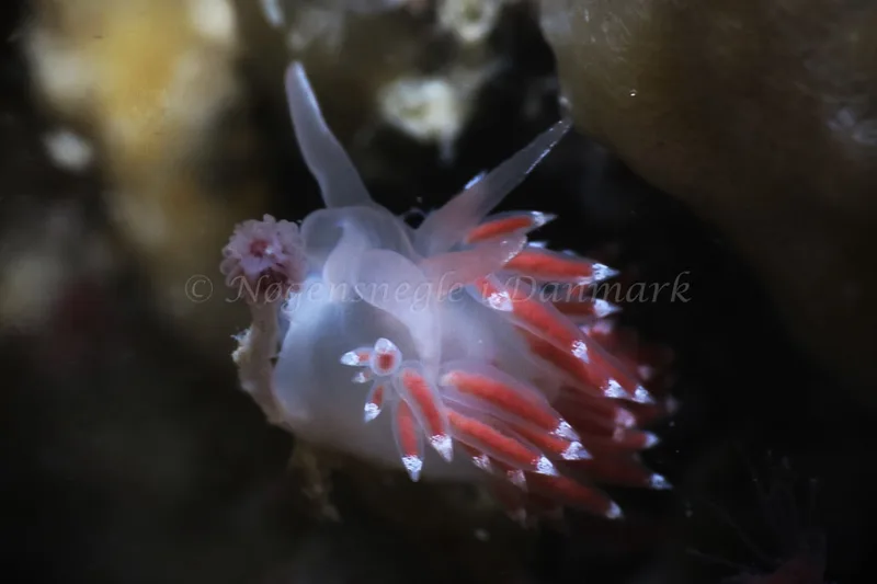Coryphella verrucosa - Ammoniakhavnen - Foto: HP Ølgaard