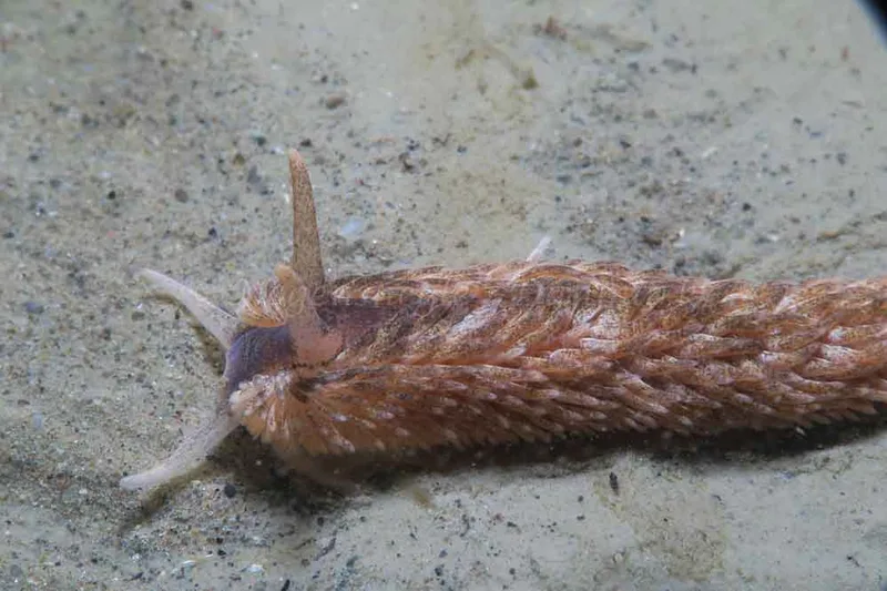 Aeolidia papillosa - Ammoniakhavnen - Foto: HP Ølgaard