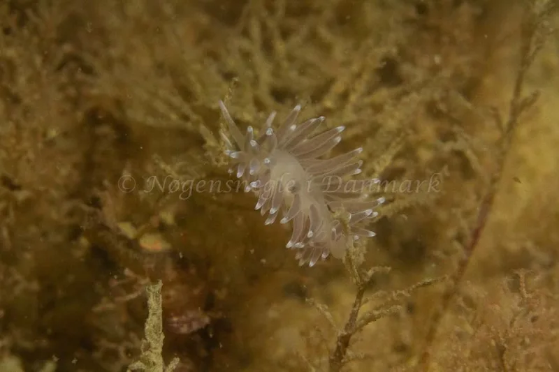 Cuthonella concinna - Ammoniakhavnen - Foto: Kim Sørensen