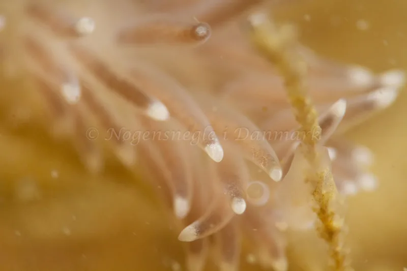 Cuthonella concinna - Ammoniakhavnen - Foto: Kim Sørensen