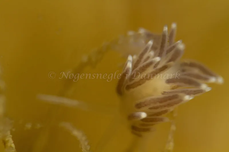 Cuthonella concinna - Ammoniakhavnen - Foto: Kim Sørensen