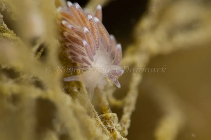 Cuthonella concinna - Ammoniakhavnen - Foto: Kim Sørensen