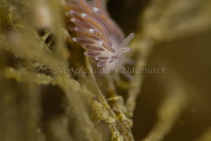 Cuthonella concinna - Ammoniakhavnen - Foto: Kim Sørensen