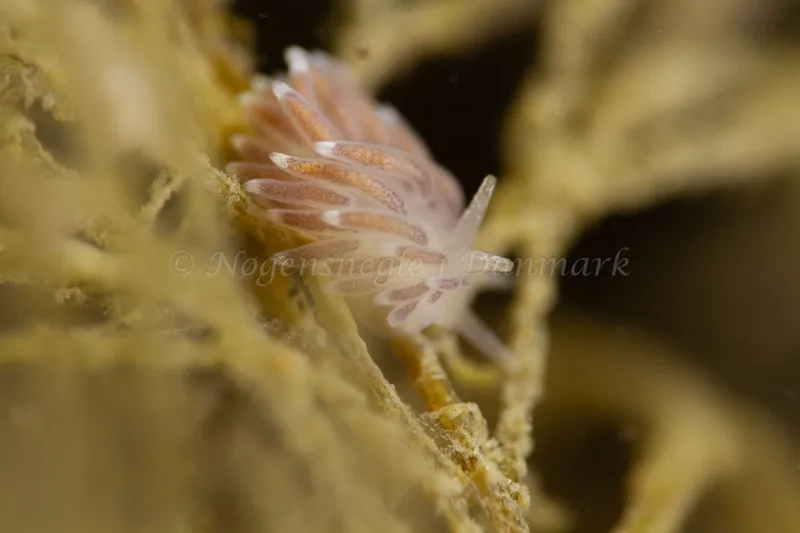 Cuthonella concinna - Ammoniakhavnen - Foto: Kim Sørensen