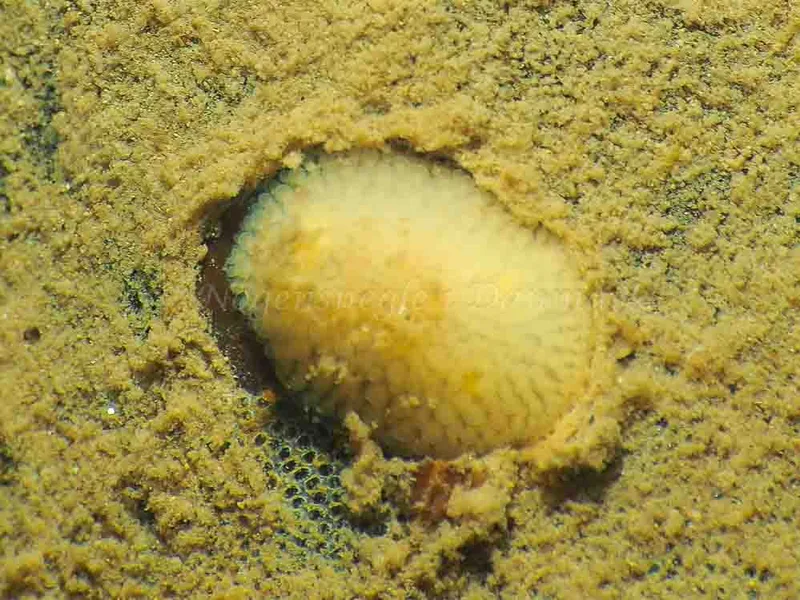 Onchidoris muricata - Ammoniakhavnen - Foto: Jens Egon Jørgensen