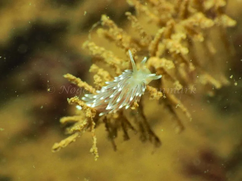 Cuthonella concinna - Ammoniakhavnen - Foto: Jens Egon Jørgensen