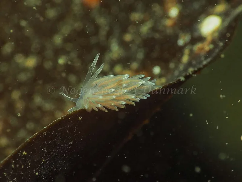 Cuthonella concinna - Ammoniakhavnen - Foto: Jens Egon Jørgensen