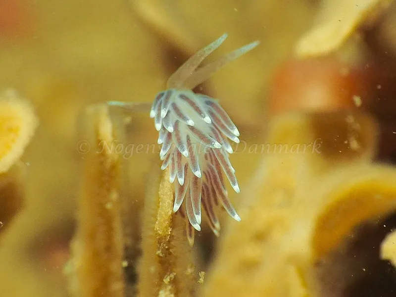 Cuthonella concinna - Ammoniakhavnen - Foto: Jens Egon Jørgensen