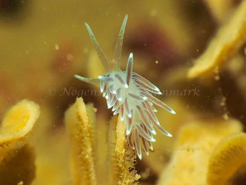 Cuthonella concinna - Ammoniakhavnen - Foto: Jens Egon Jørgensen