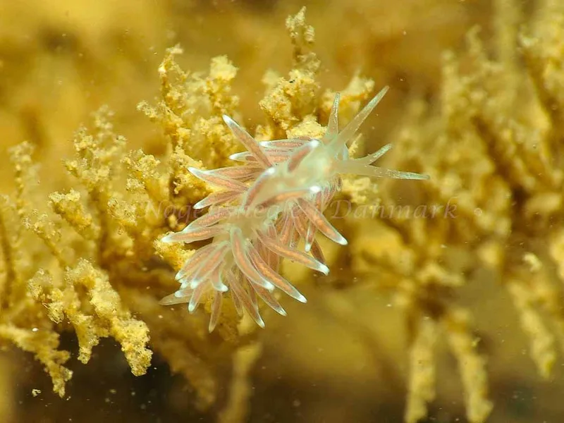 Cuthonella concinna - Ammoniakhavnen - Foto: Jens Egon Jørgensen